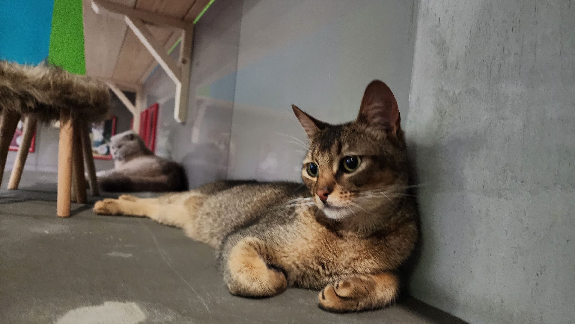 Кошки, Лобня, Бесплатные экскурсии,