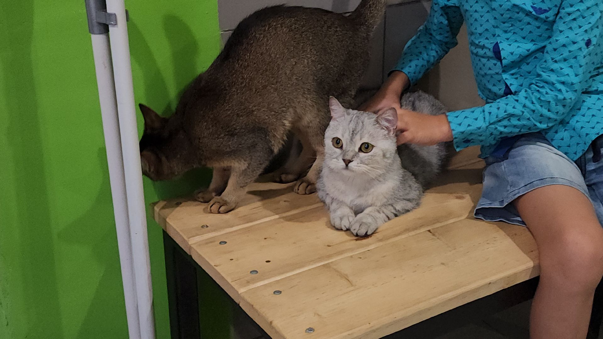 Кошки, Лобня, Бесплатные экскурсии,