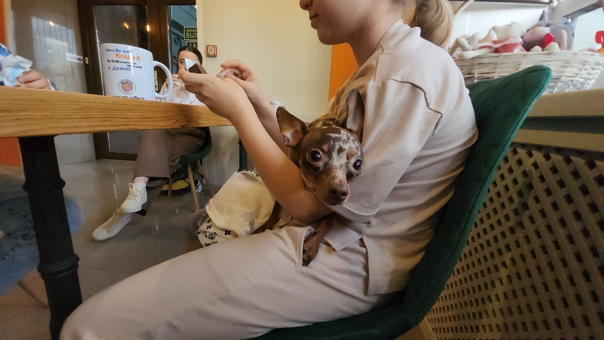 Кошки, Лобня, Бесплатные экскурсии,