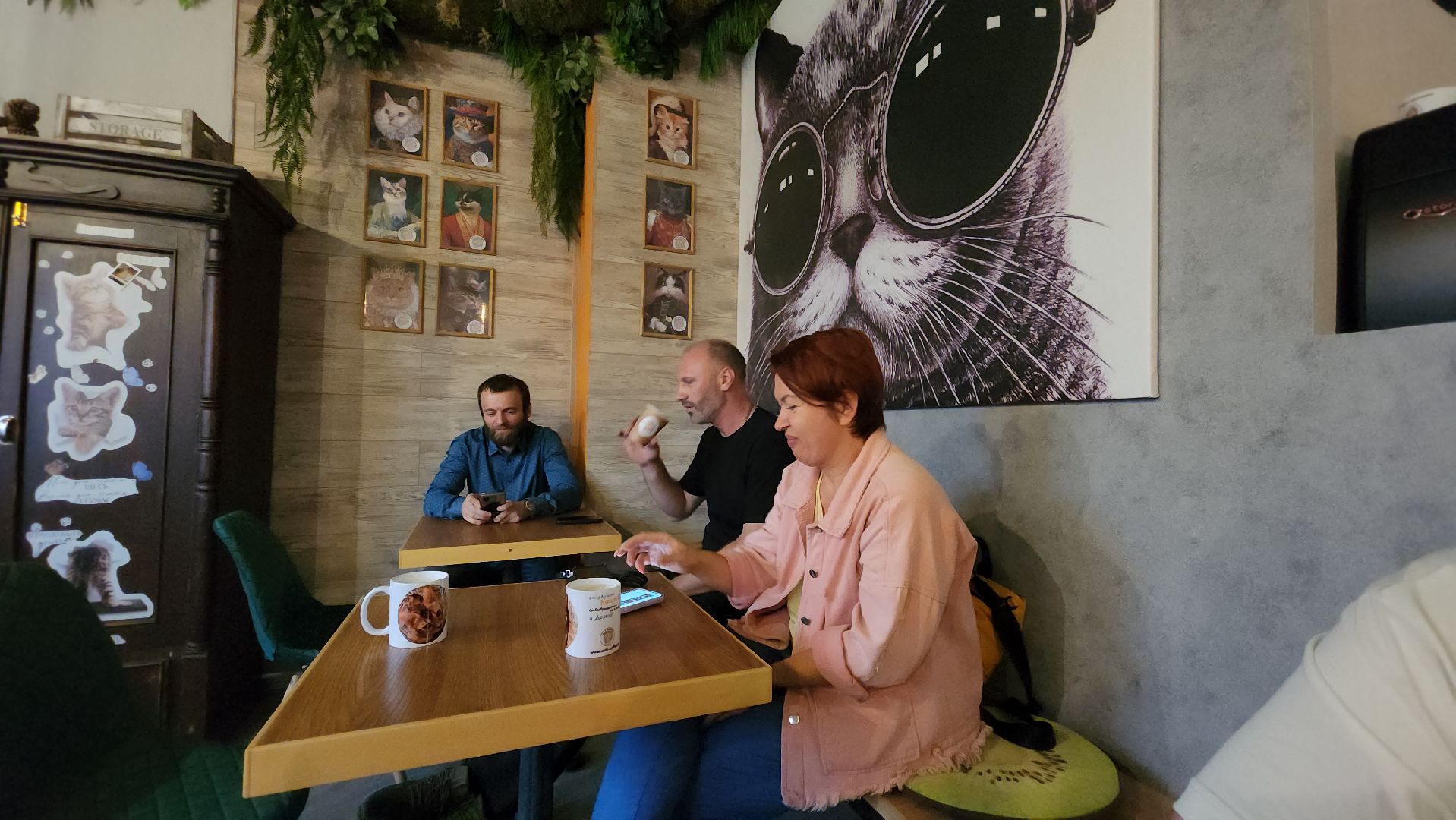 Кошки, Лобня, Бесплатные экскурсии,