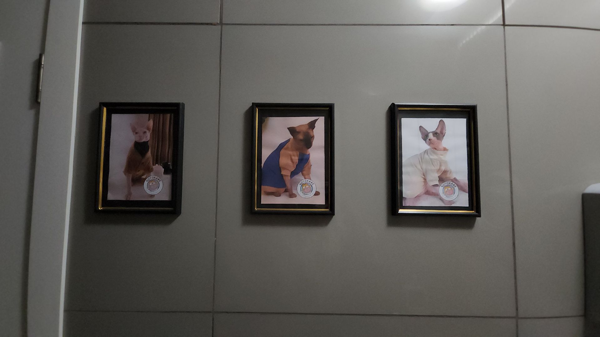 Кошки, Лобня, Бесплатные экскурсии,