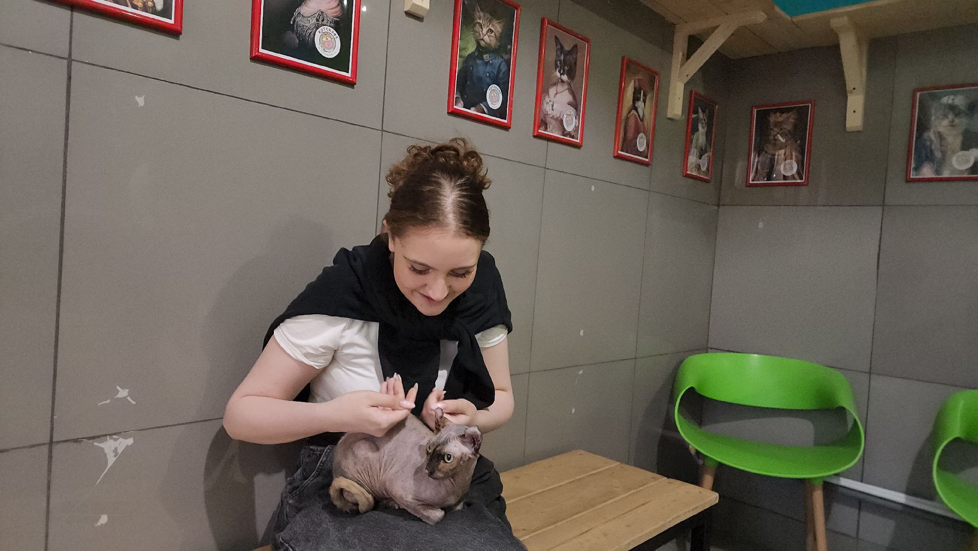 Кошки, Лобня, Бесплатные экскурсии,