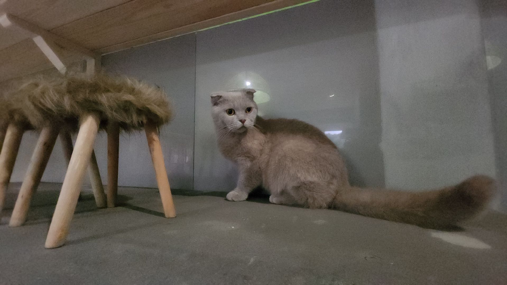 Кошки, Лобня, Бесплатные экскурсии,