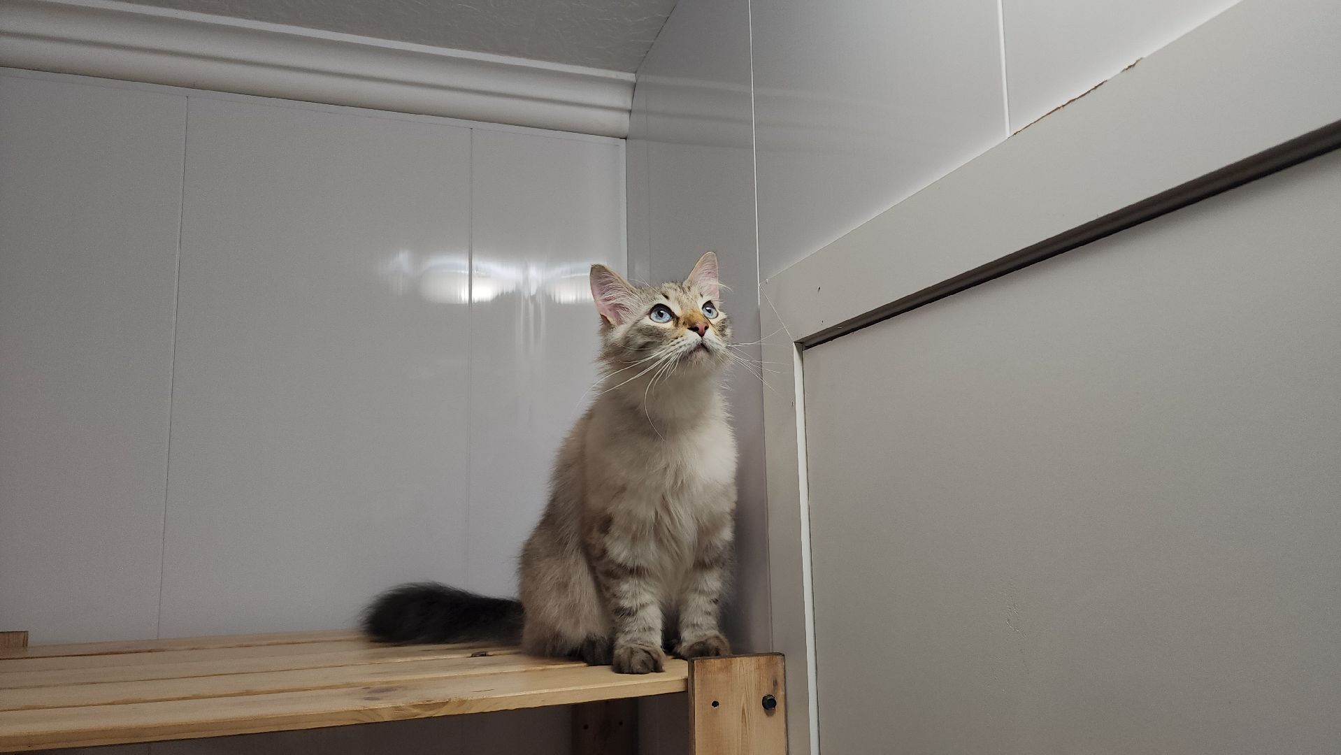 Кошки, Лобня, Бесплатные экскурсии,