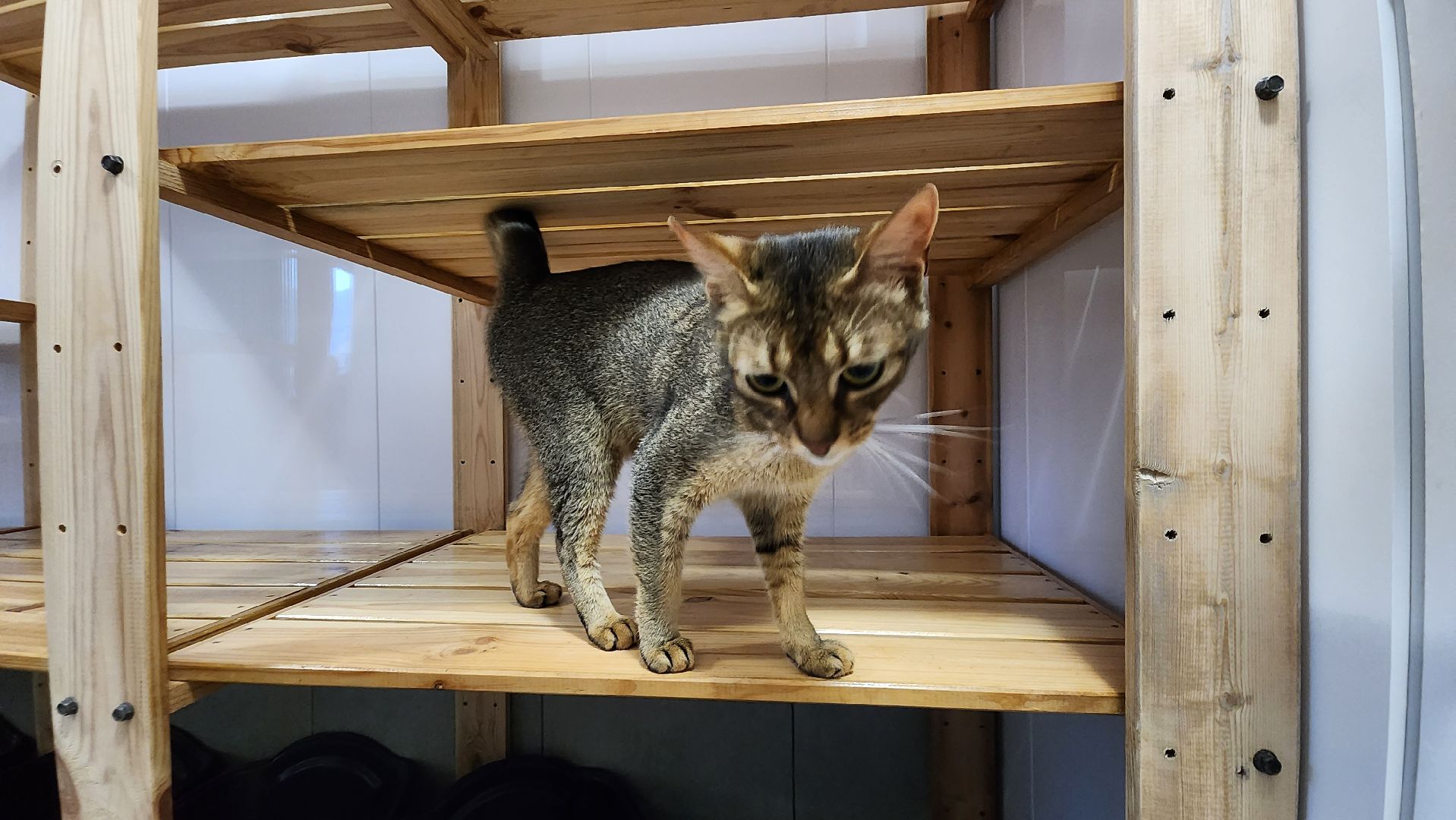 Кошки, Лобня, Бесплатные экскурсии,