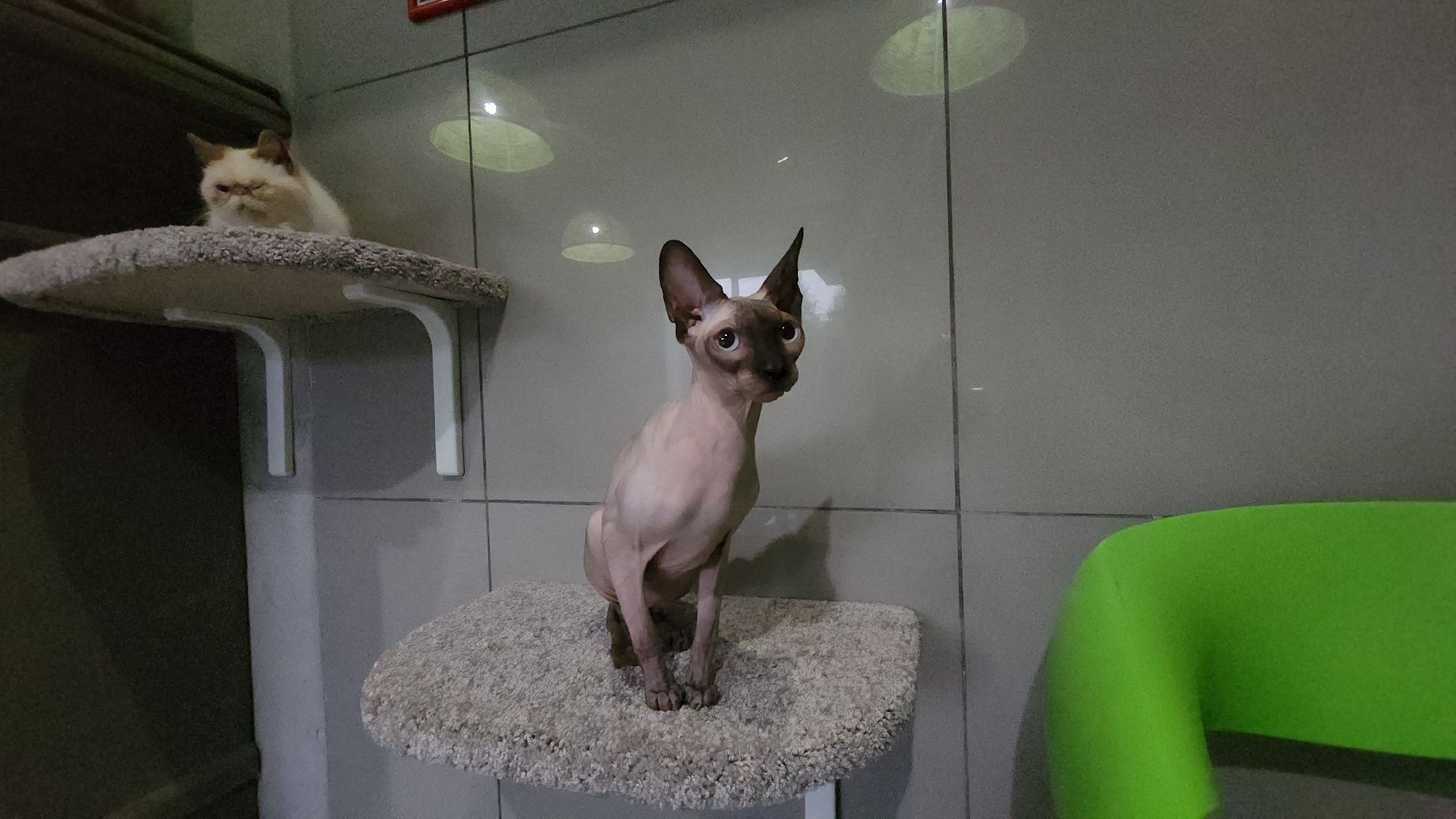 Кошки, Лобня, Бесплатные экскурсии,