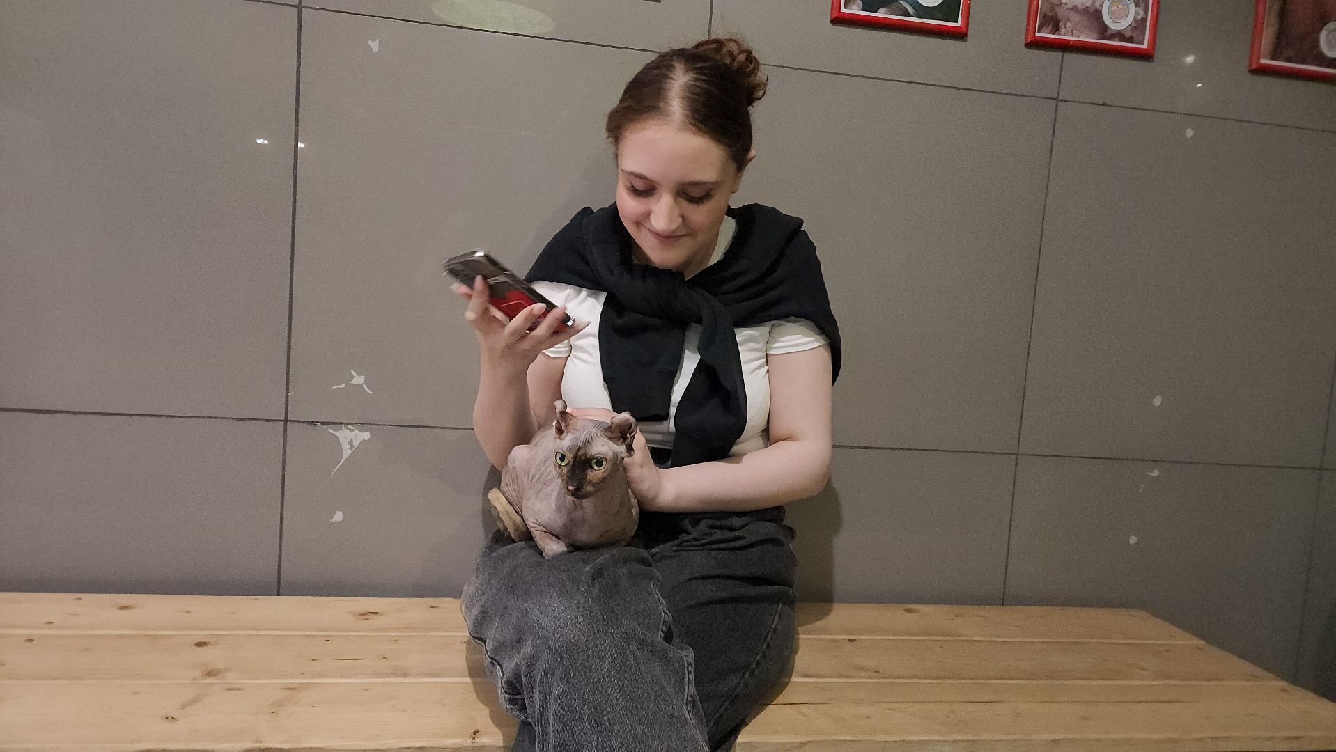 Кошки, Лобня, Бесплатные экскурсии,