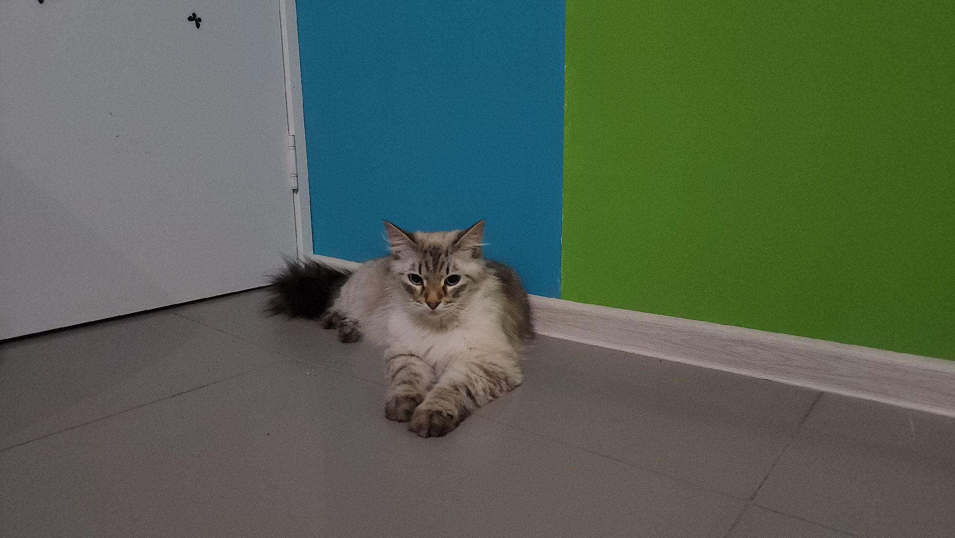 Кошки, Лобня, Бесплатные экскурсии,