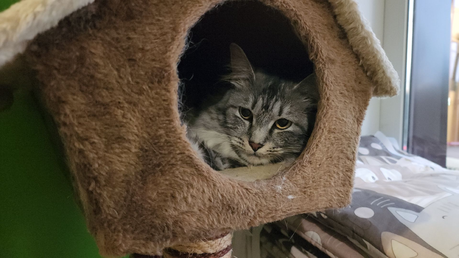 Кошки, Лобня, Бесплатные экскурсии,