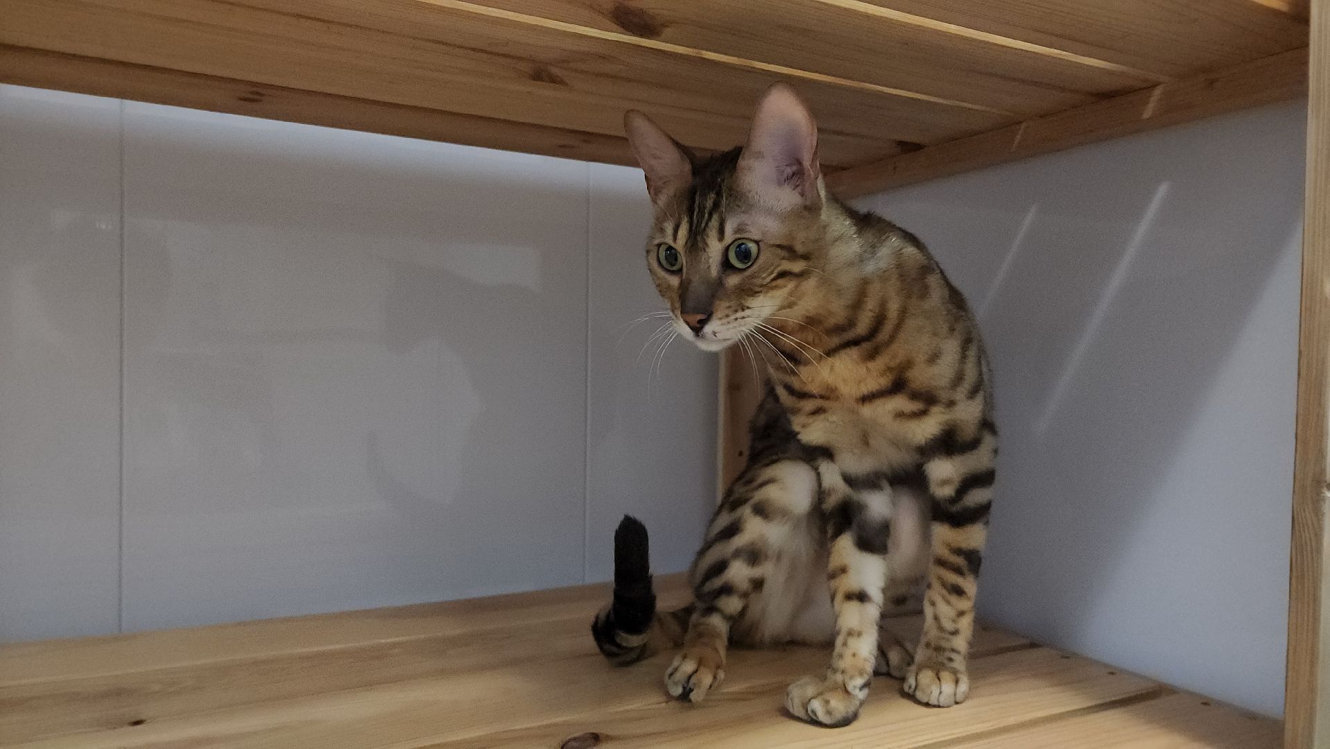 Кошки, Лобня, Бесплатные экскурсии,