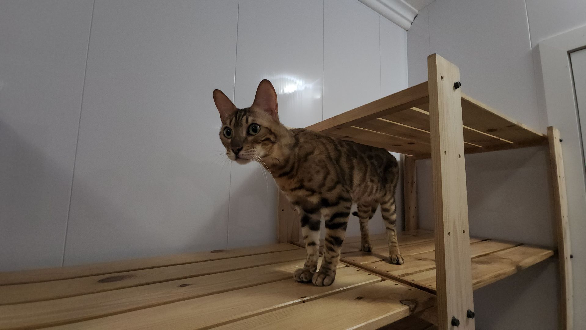 Кошки, Лобня, Бесплатные экскурсии,