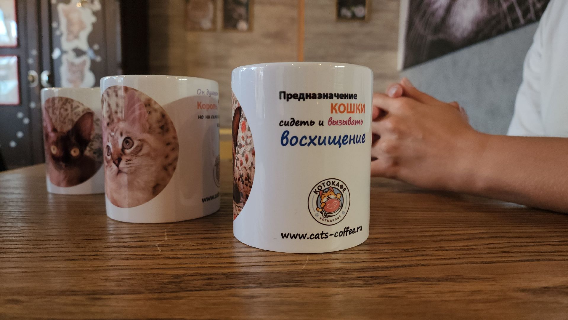 Кошки, Лобня, Бесплатные экскурсии,