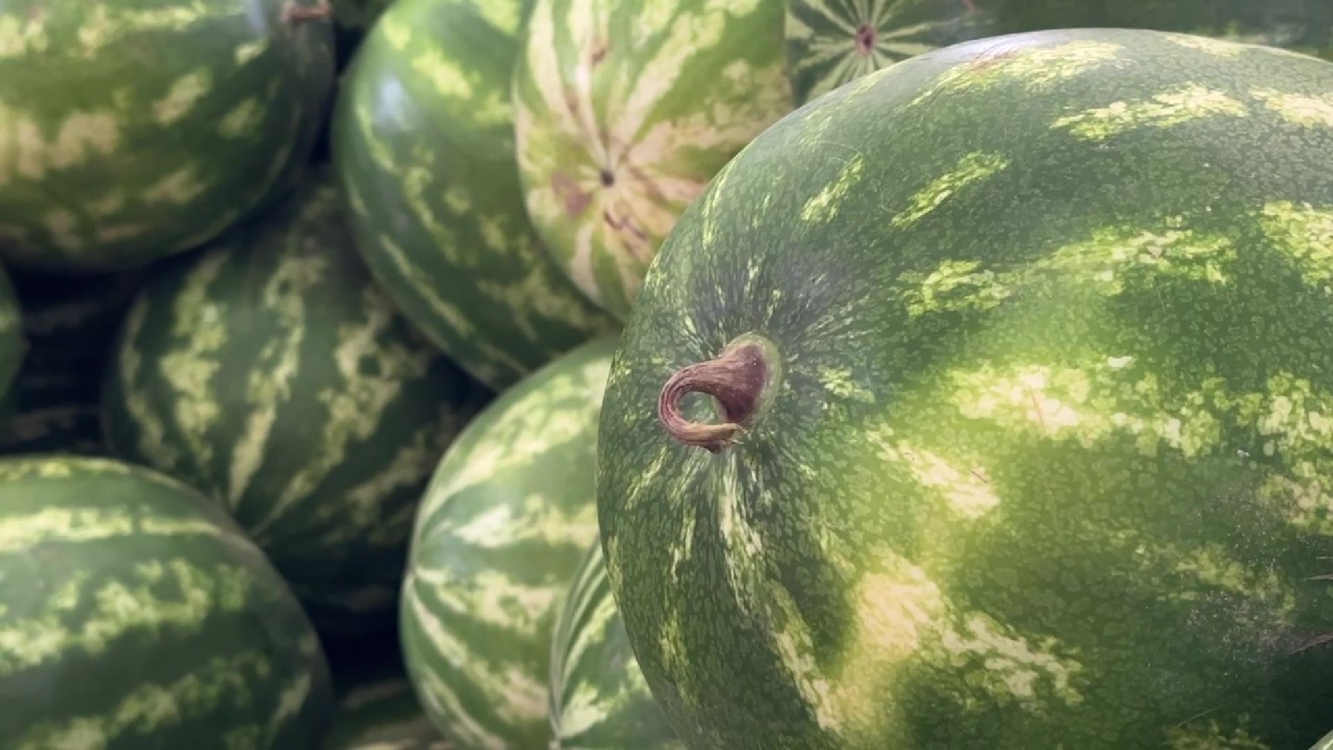 Реутов, бахчевые, торговля, арбузы, дыни, сезон начался,