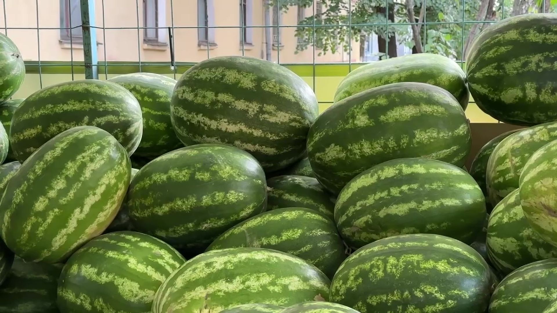 Реутов, бахчевые, торговля, арбузы, дыни, сезон начался,