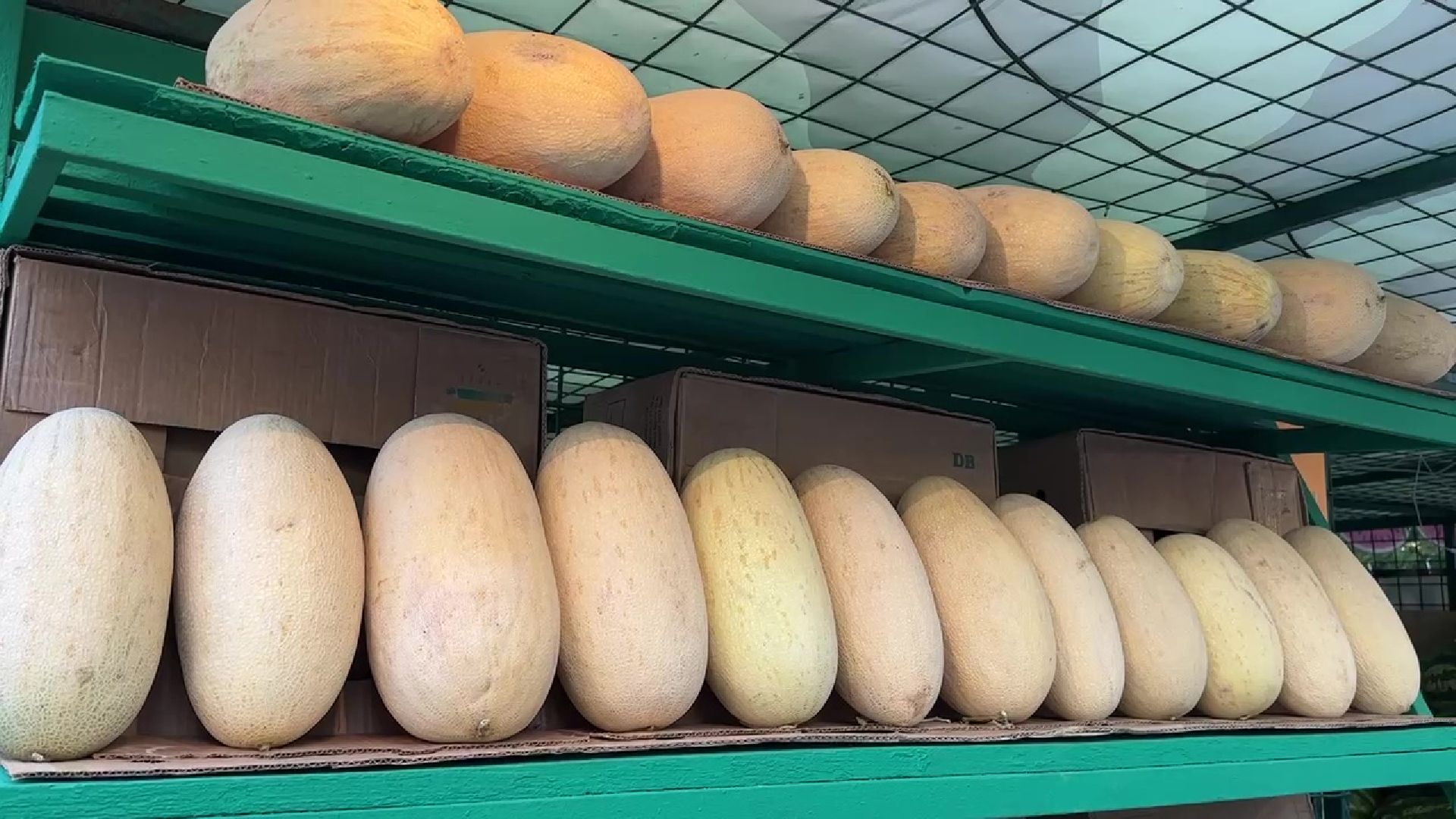 Реутов, бахчевые, торговля, арбузы, дыни, сезон начался,