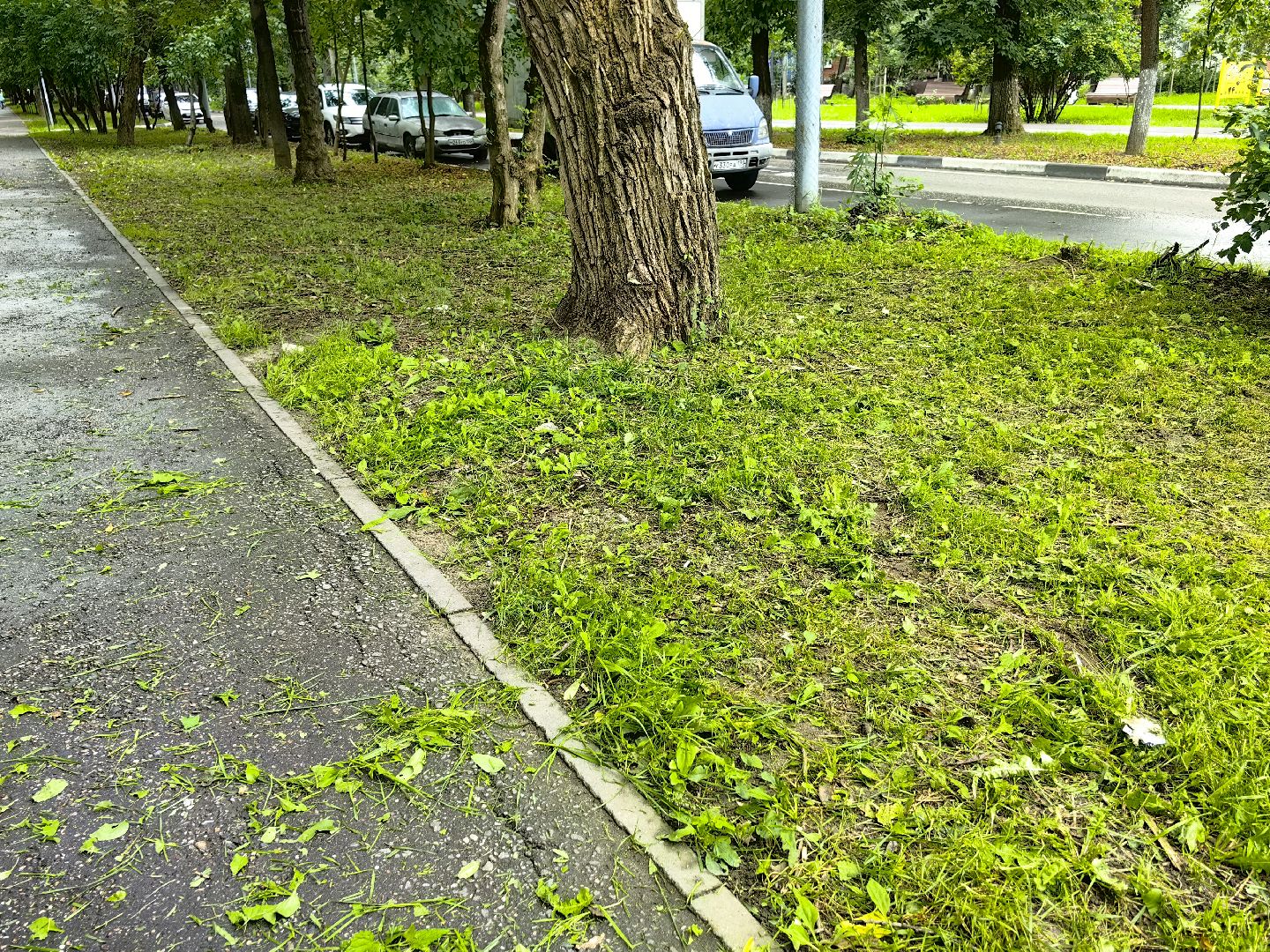 газон, стрижка, благоустройство, трава, щёлково,