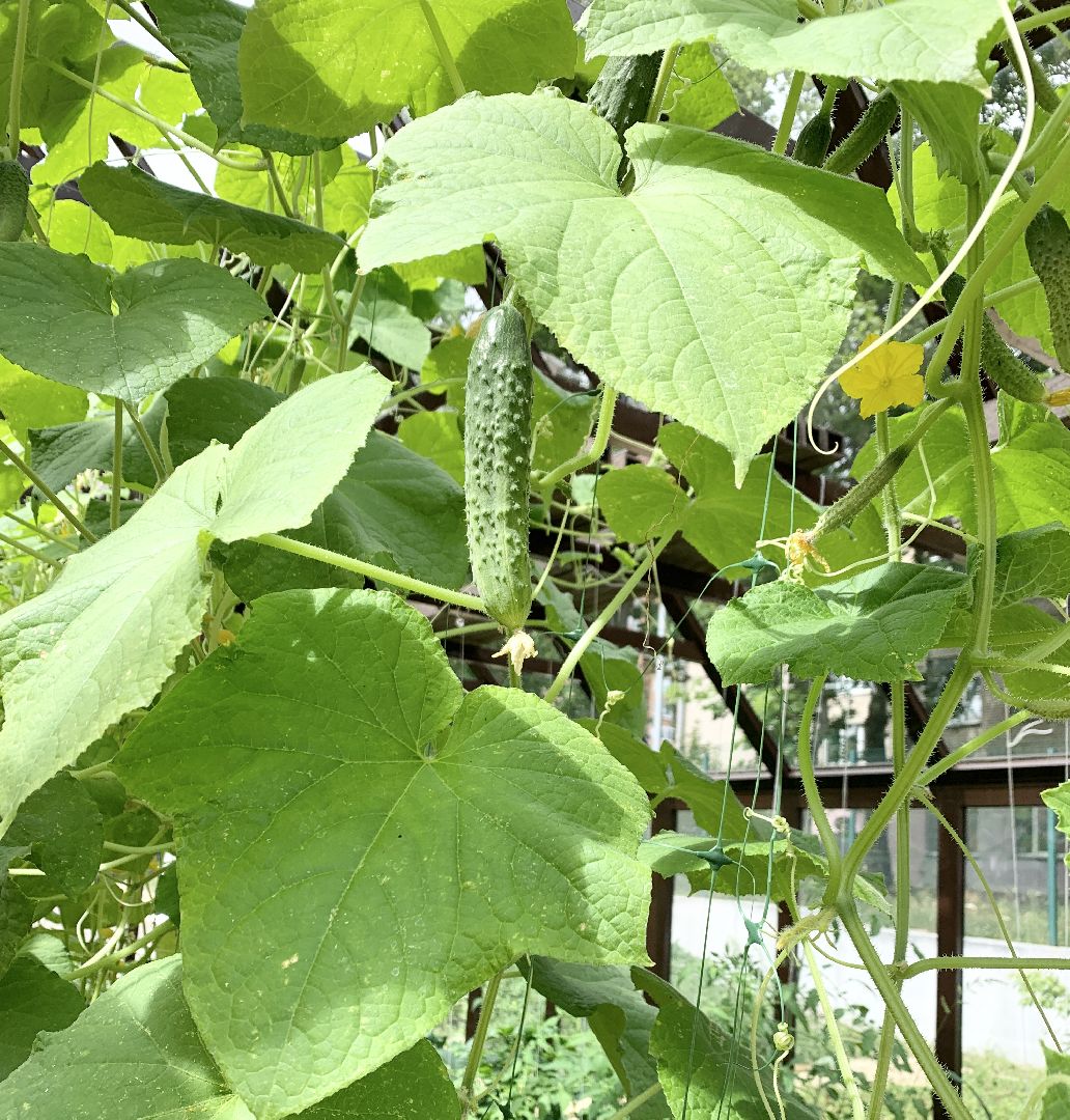 Балашиха, Подмосковье, Школьная теплица, оздоровительный лагерь, Умные каникулы,