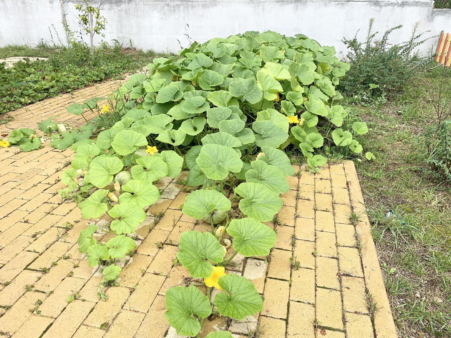 Балашиха, Подмосковье, Школьная теплица, оздоровительный лагерь, Умные каникулы,
