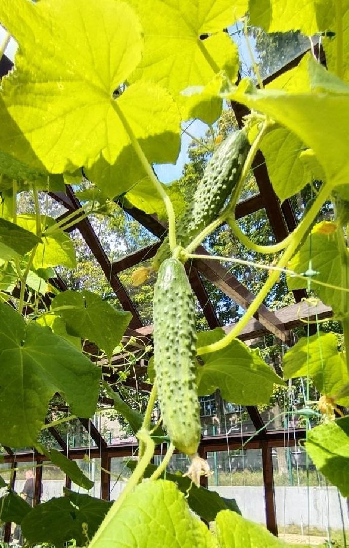 Балашиха, Подмосковье, Школьная теплица, оздоровительный лагерь, Умные каникулы,