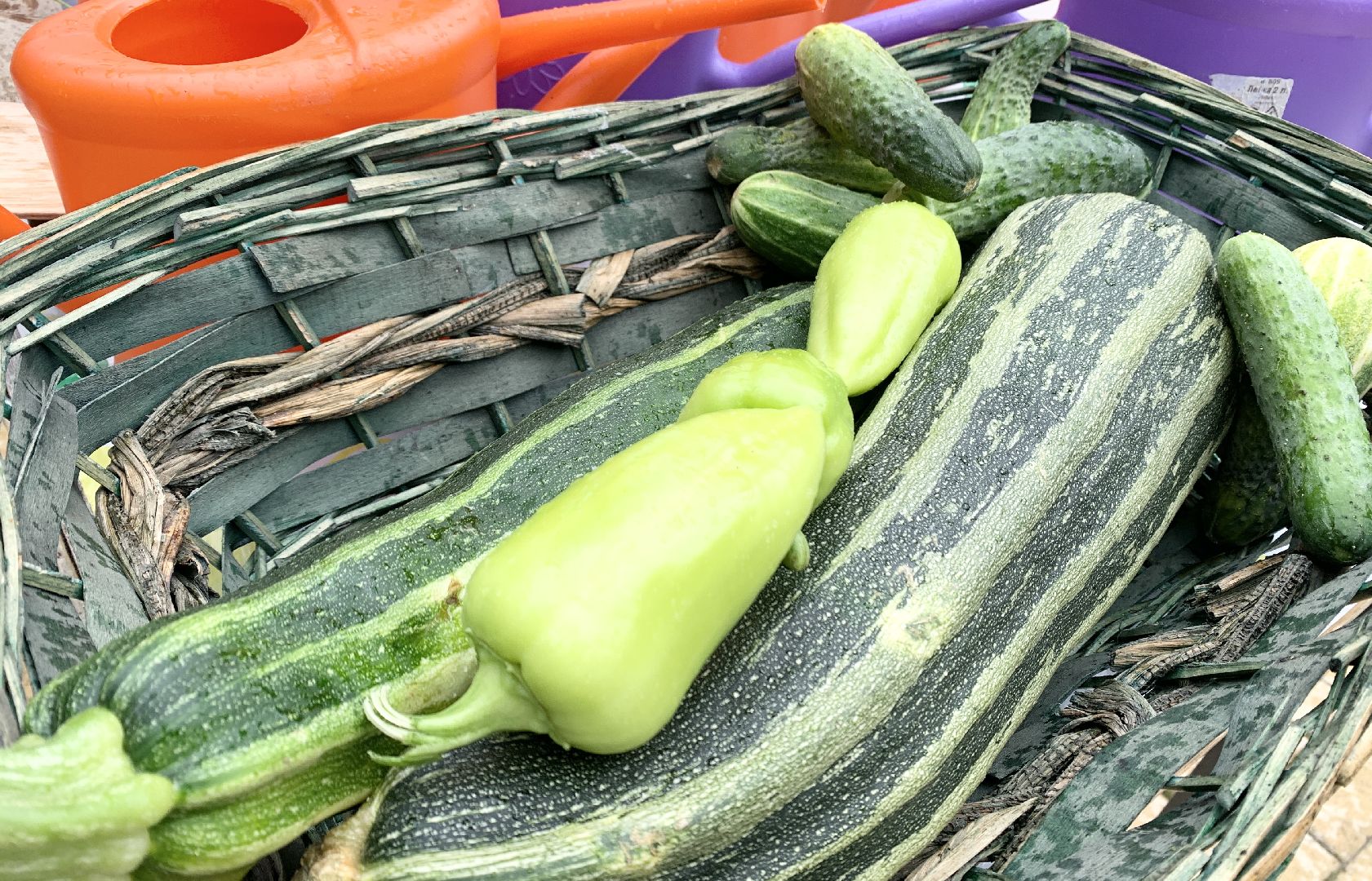 Балашиха, Подмосковье, Школьная теплица, оздоровительный лагерь, Умные каникулы,