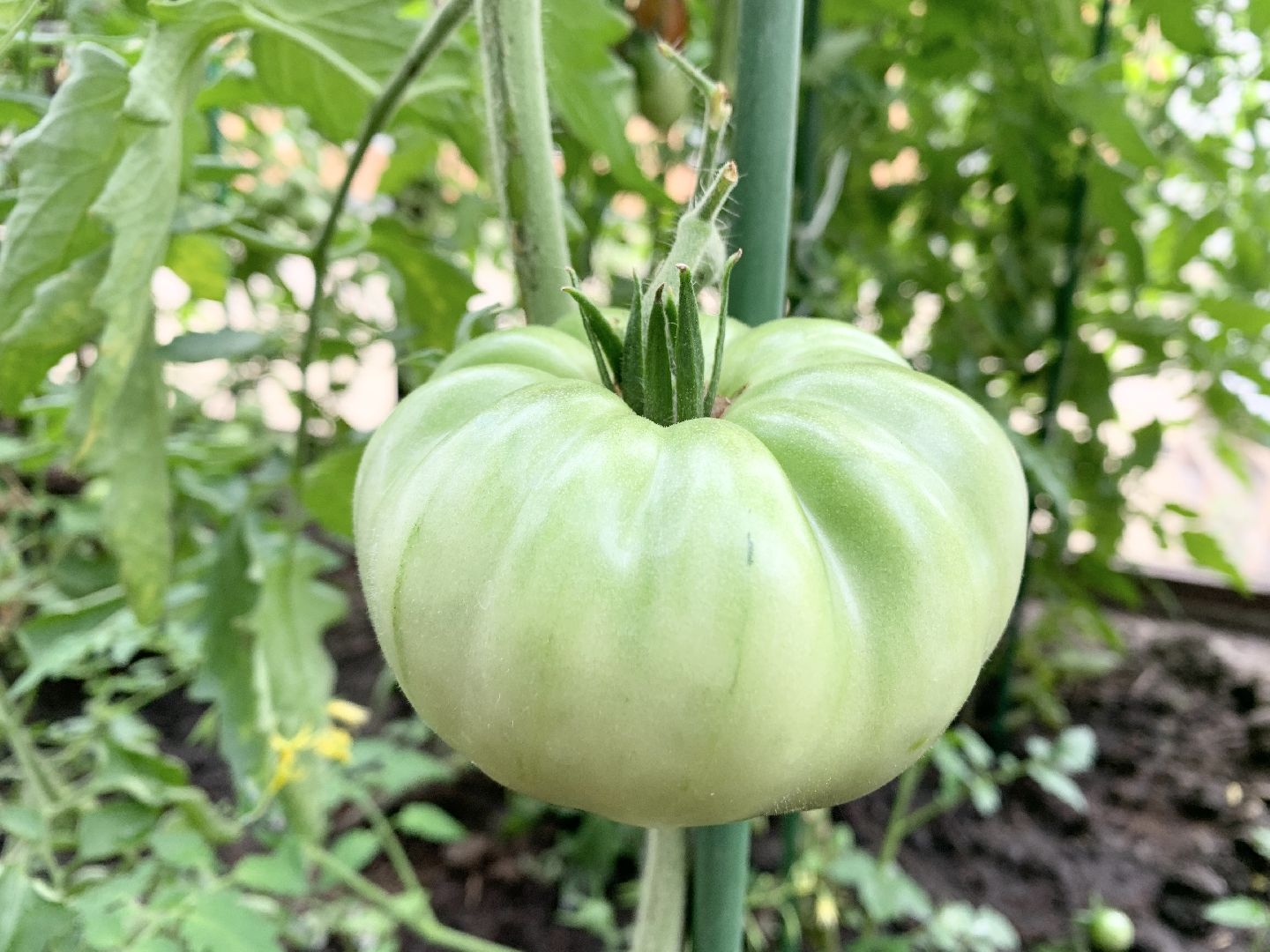 Балашиха, Подмосковье, Школьная теплица, оздоровительный лагерь, Умные каникулы,