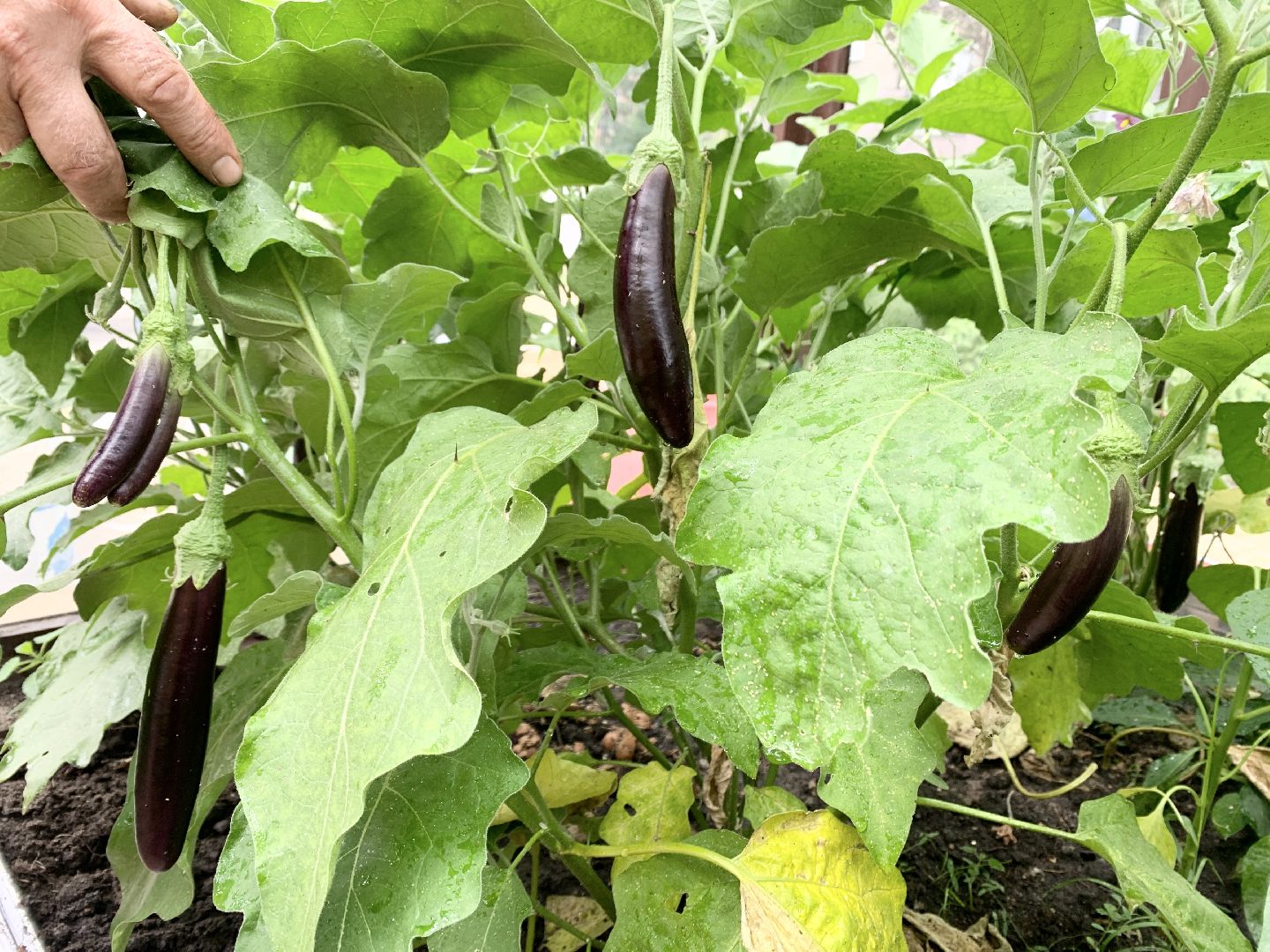 Балашиха, Подмосковье, Школьная теплица, оздоровительный лагерь, Умные каникулы,