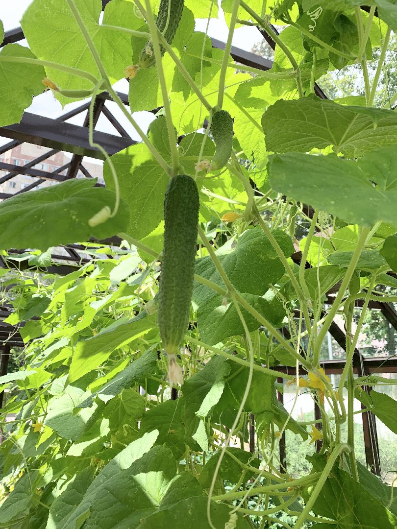 Балашиха, Подмосковье, Школьная теплица, оздоровительный лагерь, Умные каникулы,