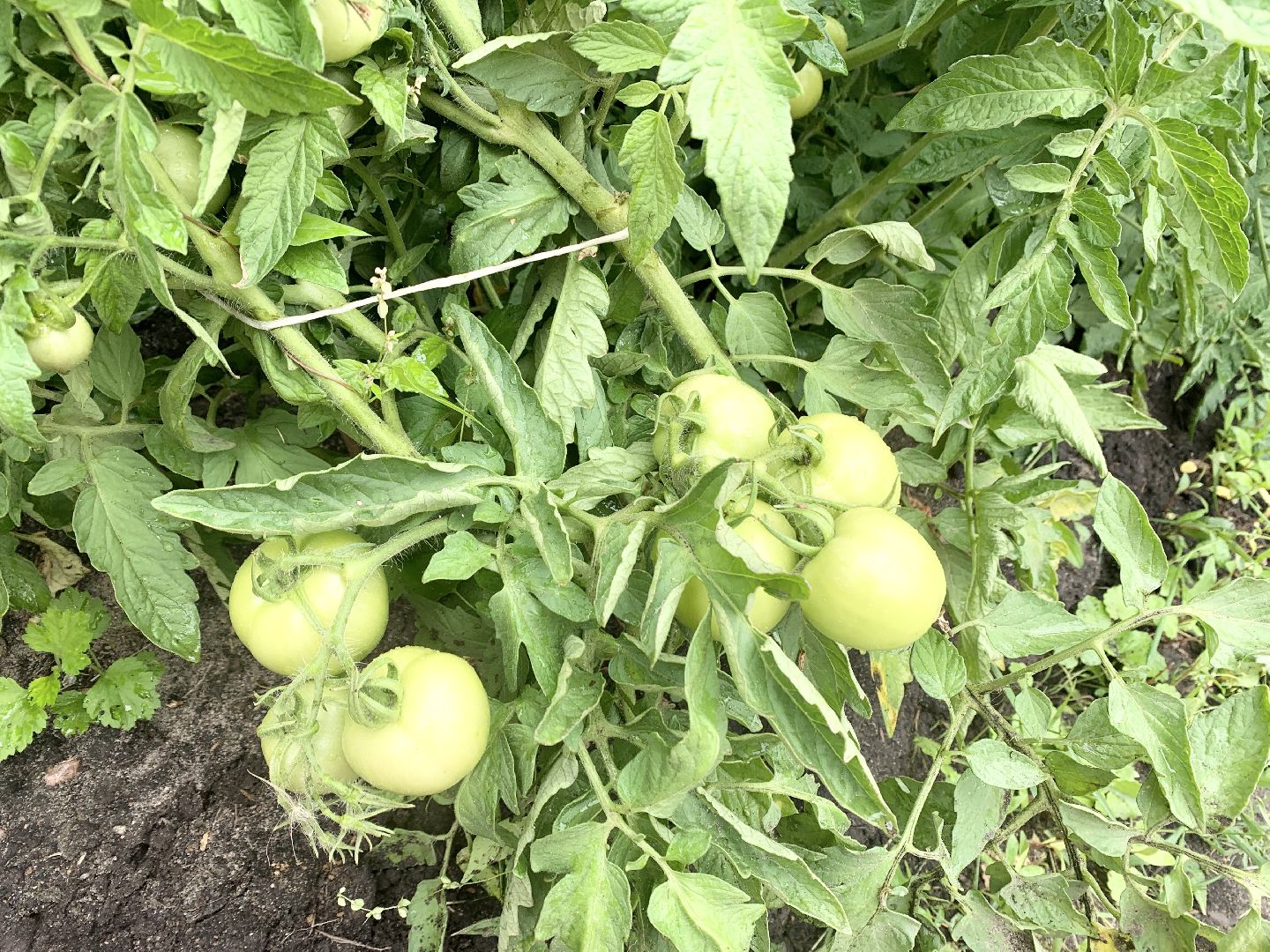 Балашиха, Подмосковье, Школьная теплица, оздоровительный лагерь, Умные каникулы,