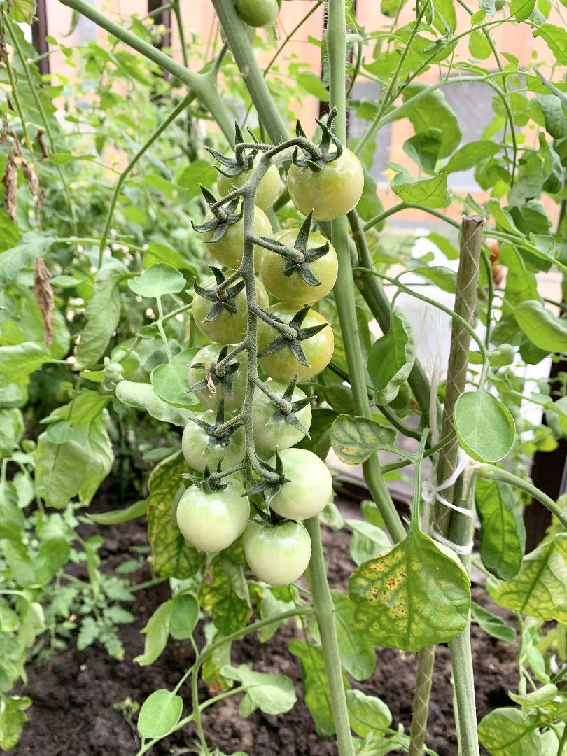 Балашиха, Подмосковье, Школьная теплица, оздоровительный лагерь, Умные каникулы,