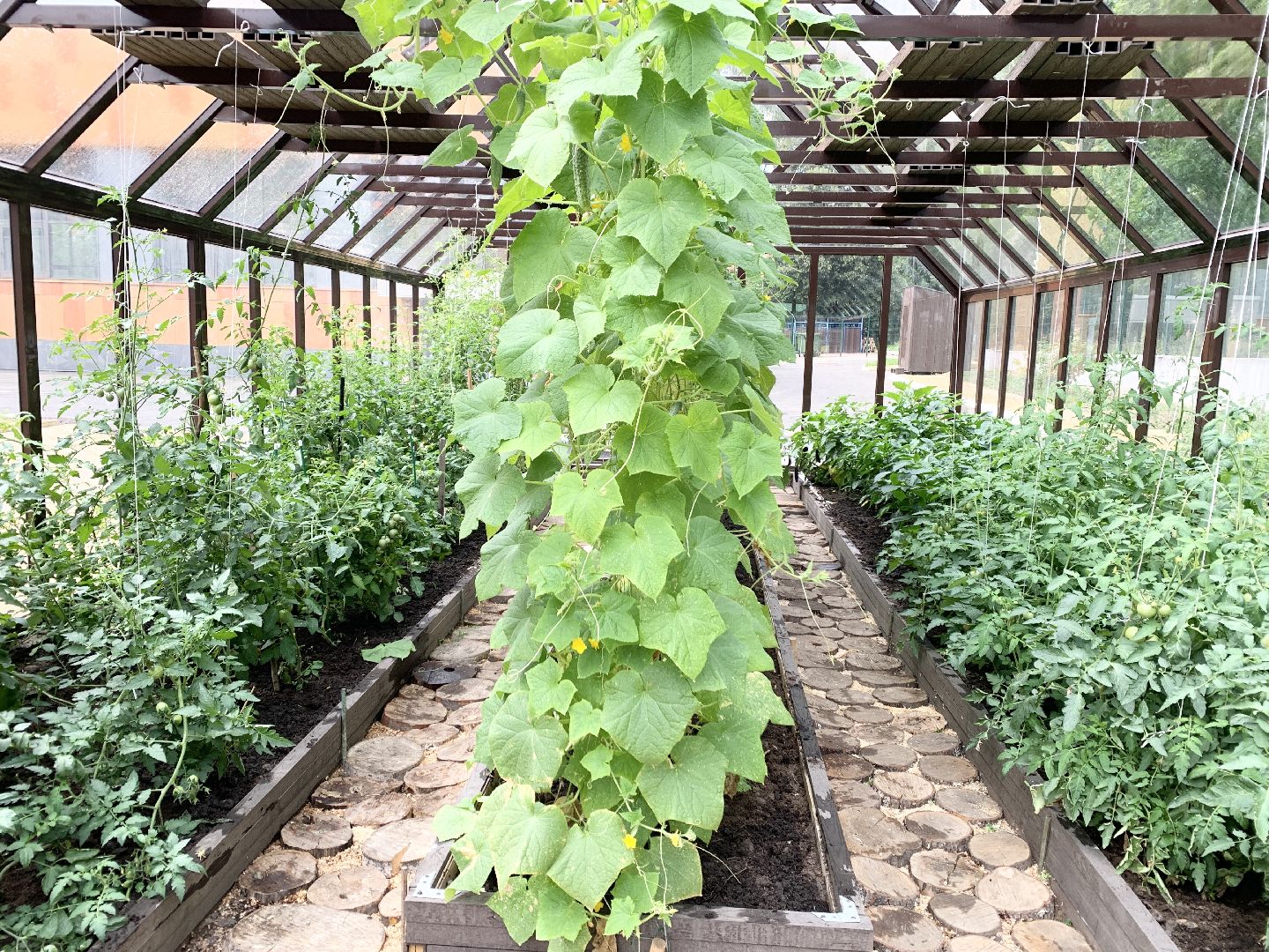 Балашиха, Подмосковье, Школьная теплица, оздоровительный лагерь, Умные каникулы,