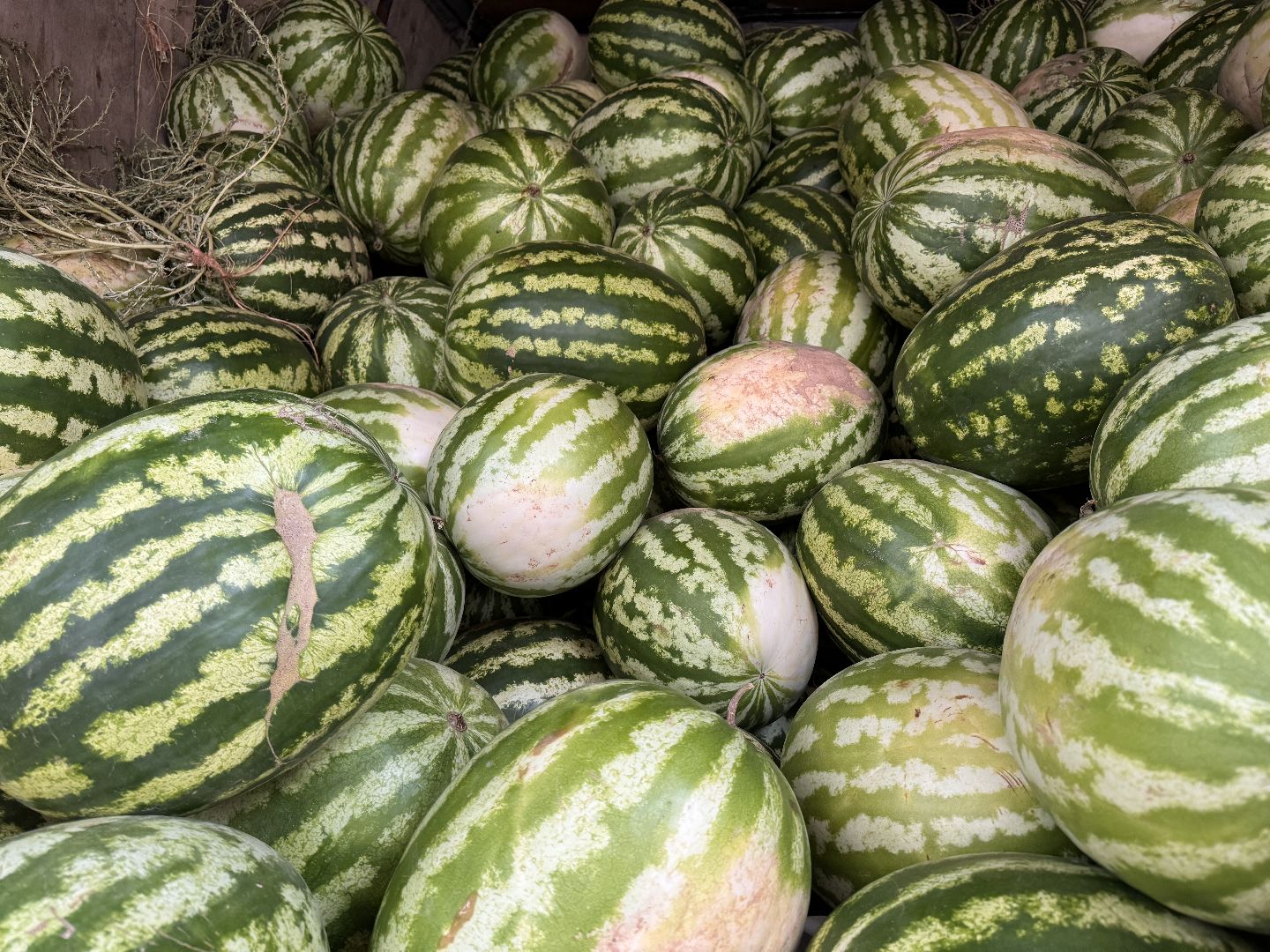 Сезон арбузов, Одинцовское подворье, астраханские арбузы,