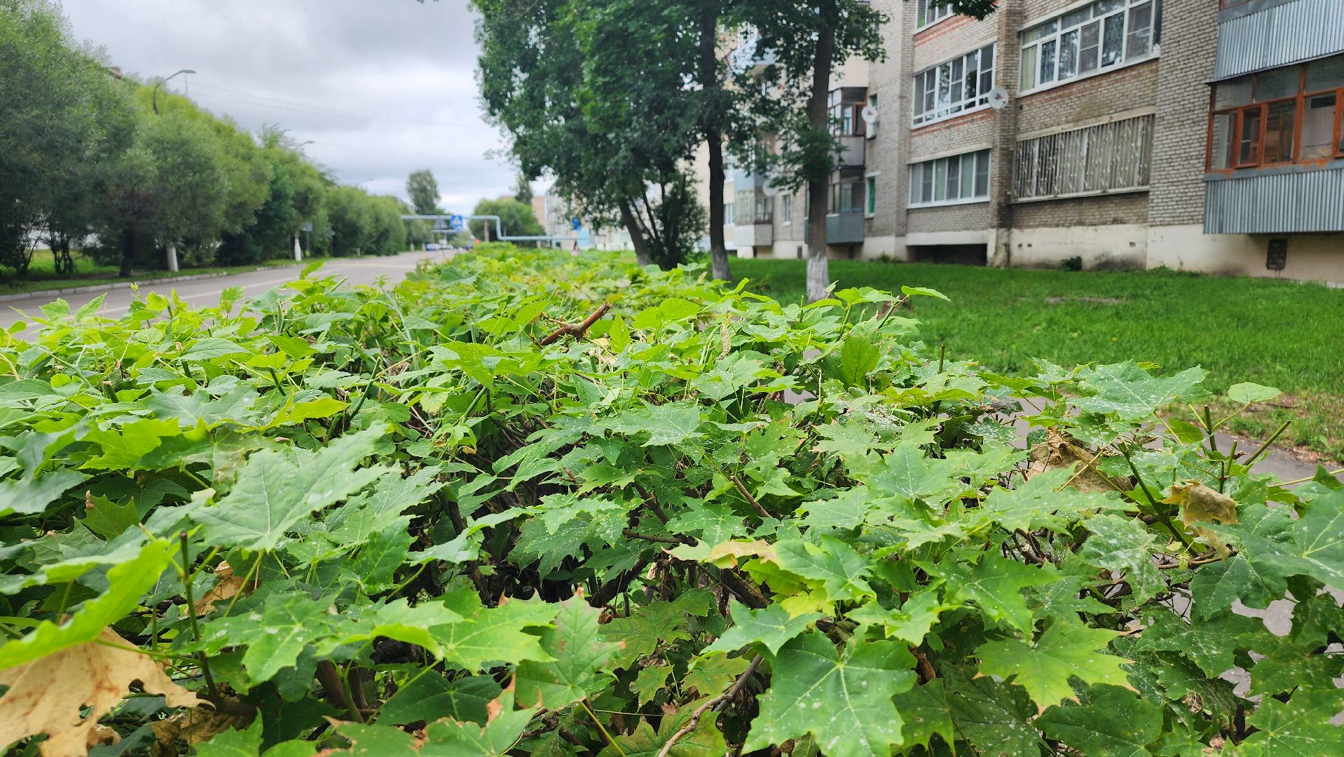 план добрых дел, благоуйстройство, Рошаль,Большая Шатура,