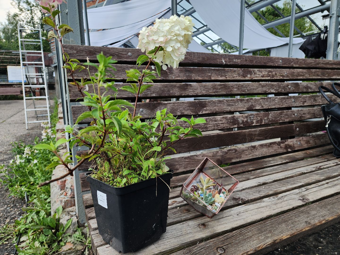 Черноголовка, Мастер классы, растения, навыки