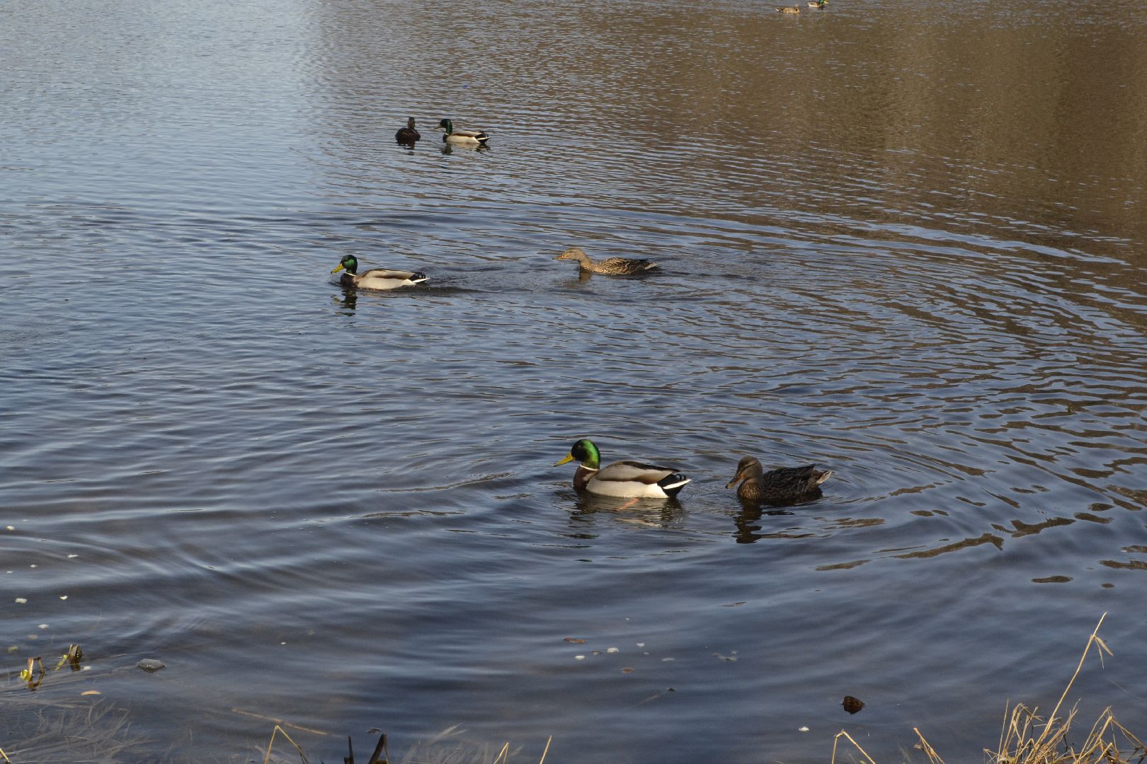 Балашиха, Подмосковье, парки, корм, утки, река, благоустройство