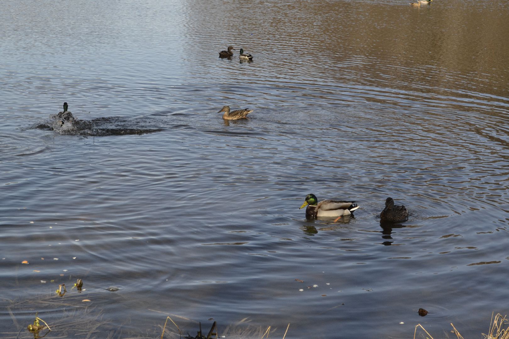 Балашиха, Подмосковье, парки, корм, утки, река, благоустройство