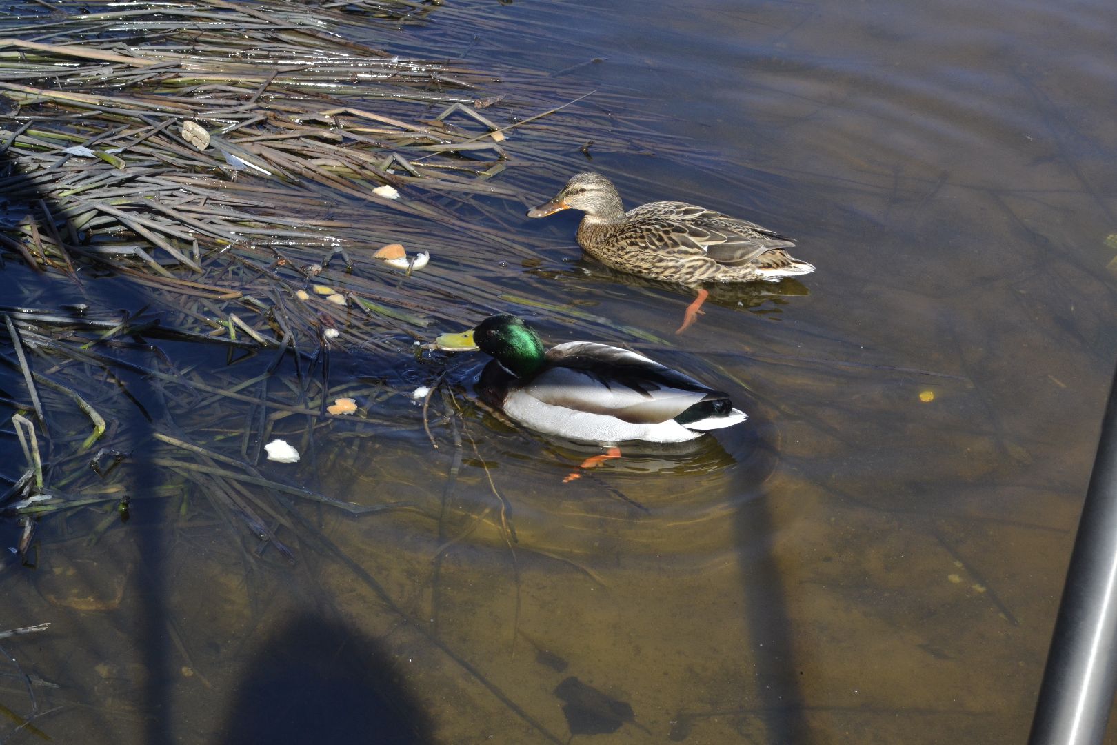 Балашиха, Подмосковье, парки, корм, утки, река, благоустройство