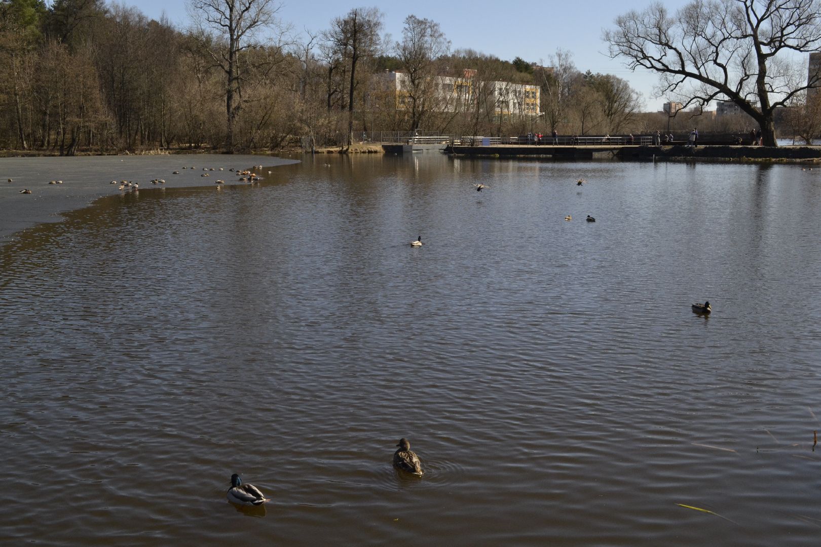Балашиха, Подмосковье, парки, корм, утки, река, благоустройство