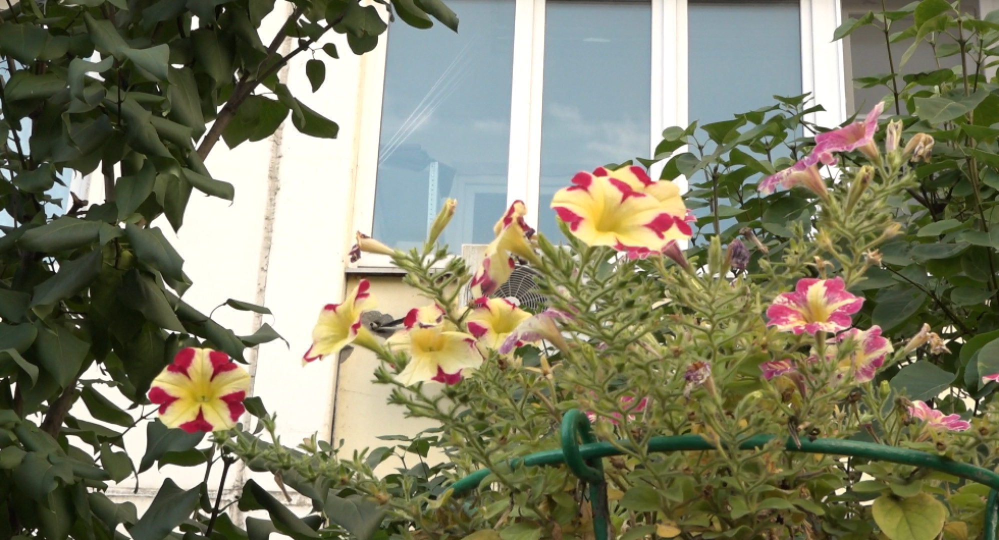 мой двор - моя гордость, подведение итогов, клумбы Домодедова,