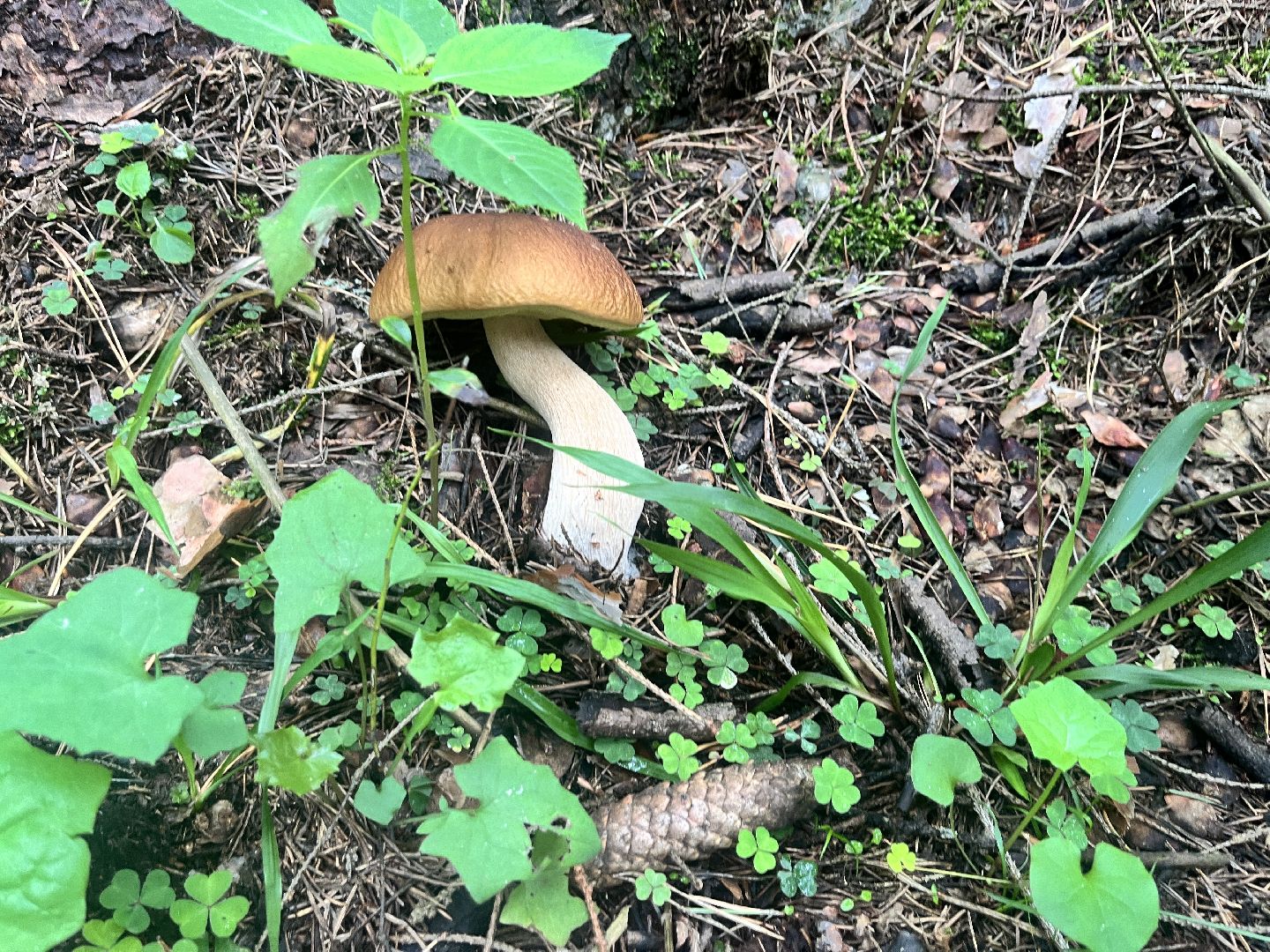 грибы, грибник, грибы в лесу, леса балашихи,