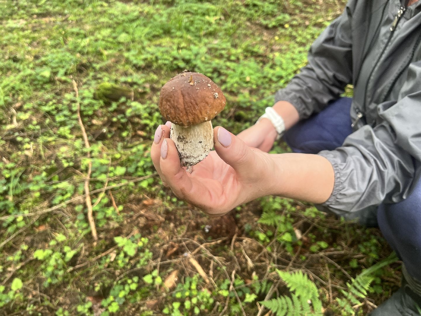 грибы, грибник, грибы в лесу, леса балашихи,