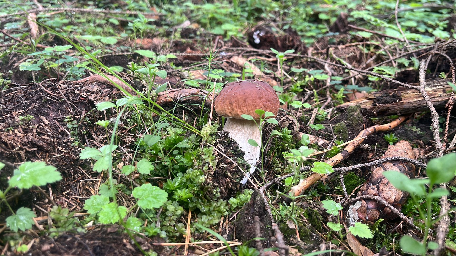 грибы, грибник, грибы в лесу, леса балашихи,