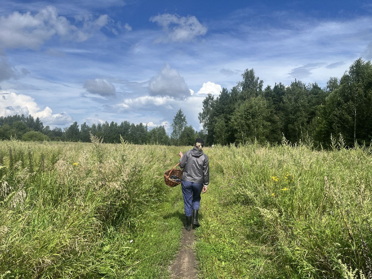 грибы, грибник, грибы в лесу, леса балашихи,