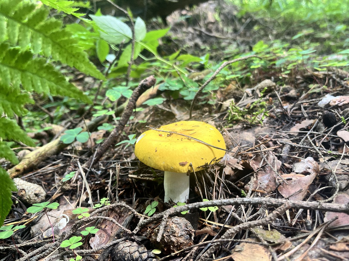 грибы, грибник, грибы в лесу, леса балашихи,