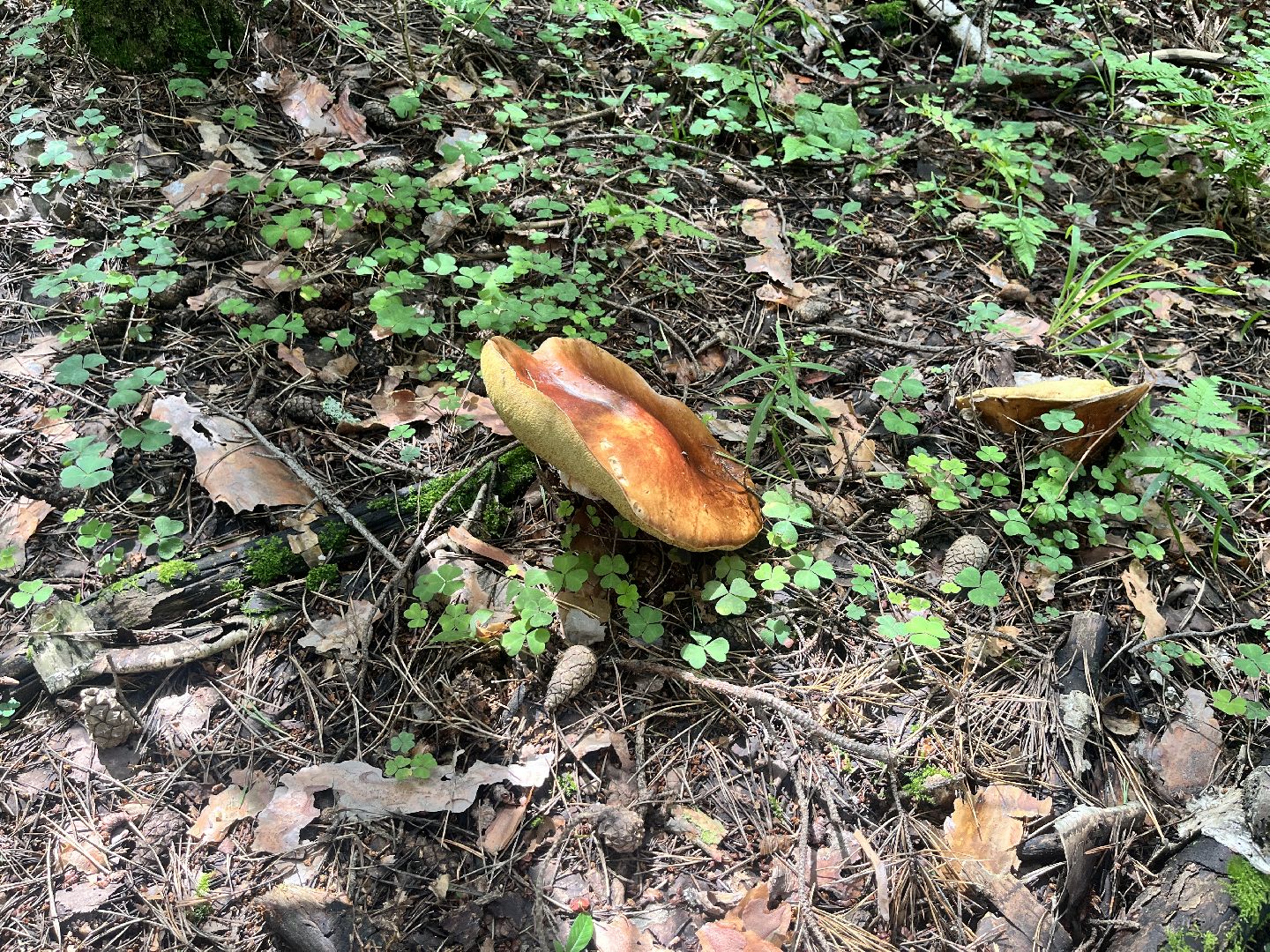 грибы, грибник, грибы в лесу, леса балашихи,