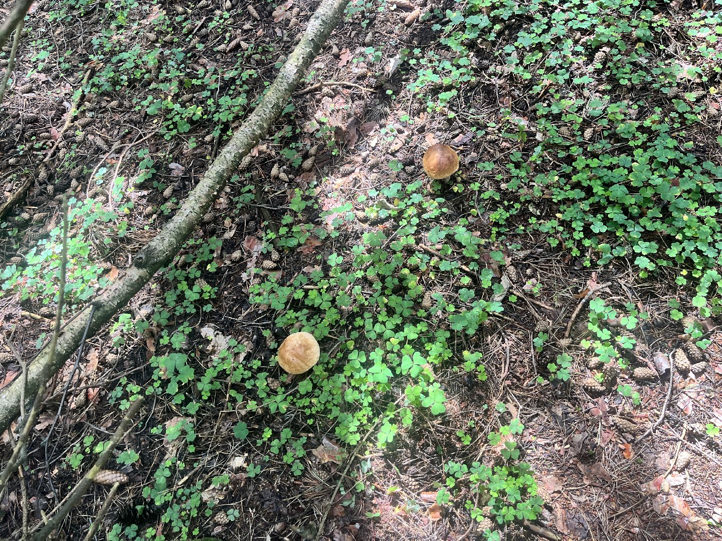 грибы, грибник, грибы в лесу, леса балашихи,