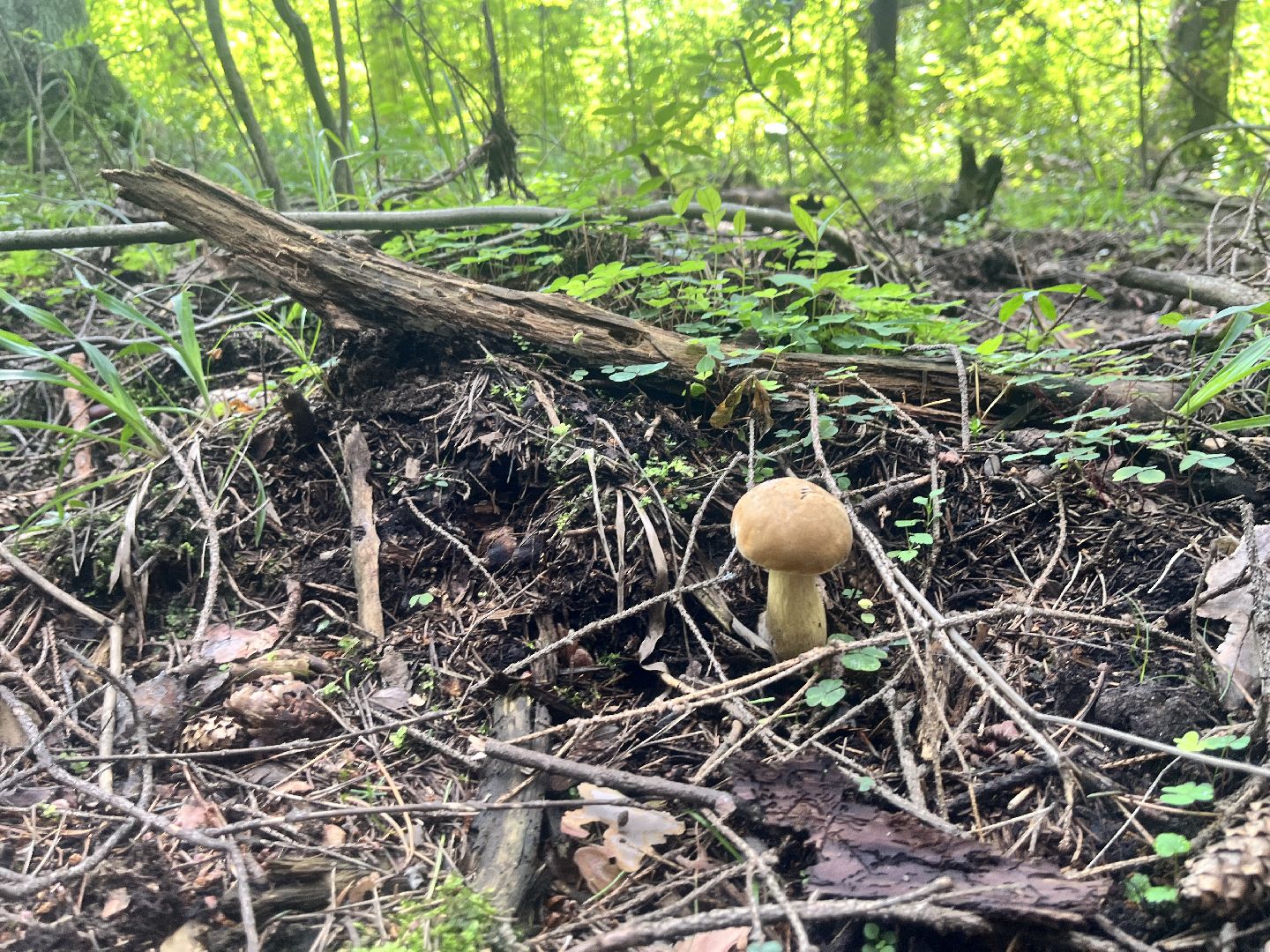 грибы, грибник, грибы в лесу, леса балашихи,