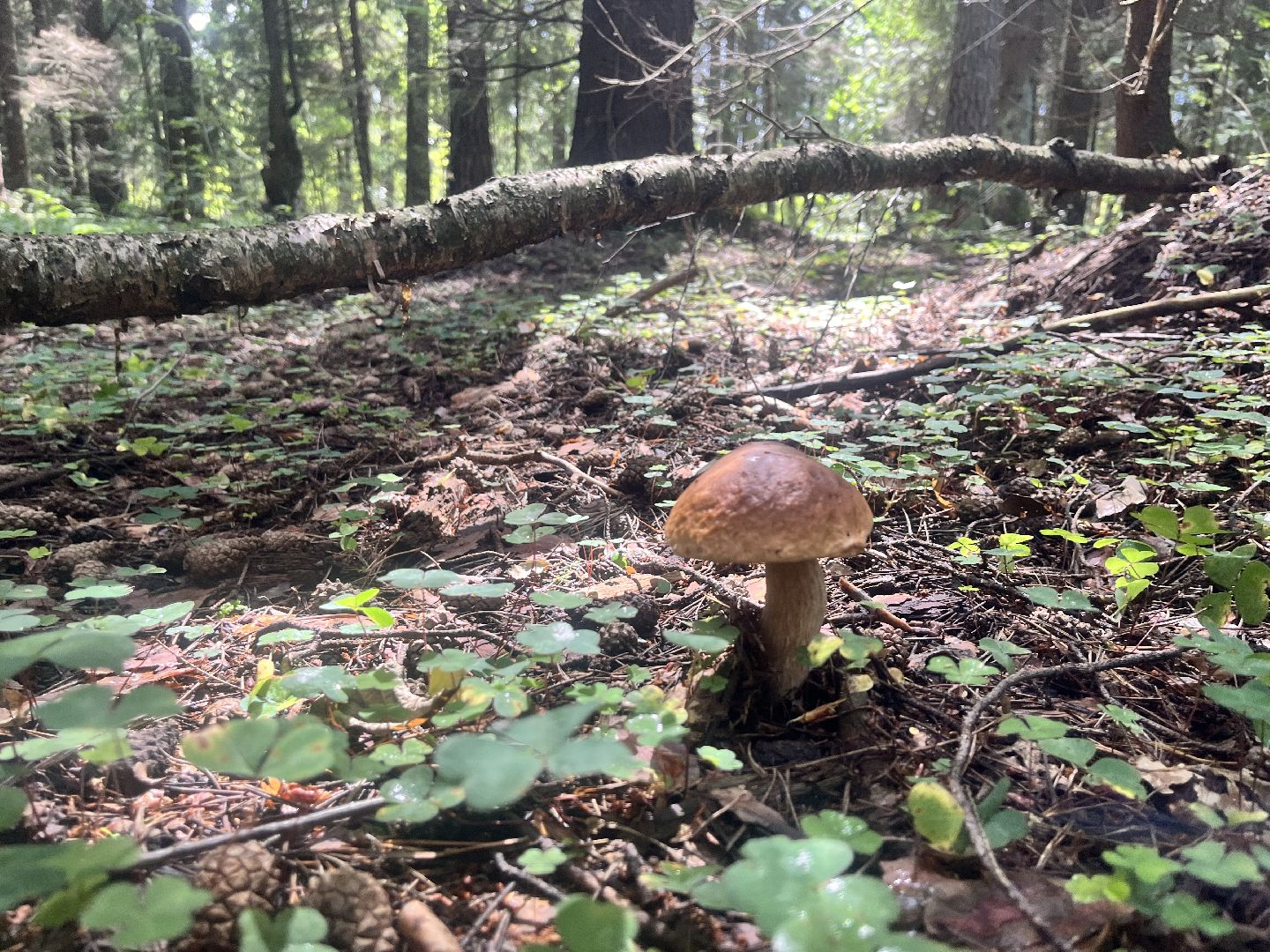 грибы, грибник, грибы в лесу, леса балашихи,