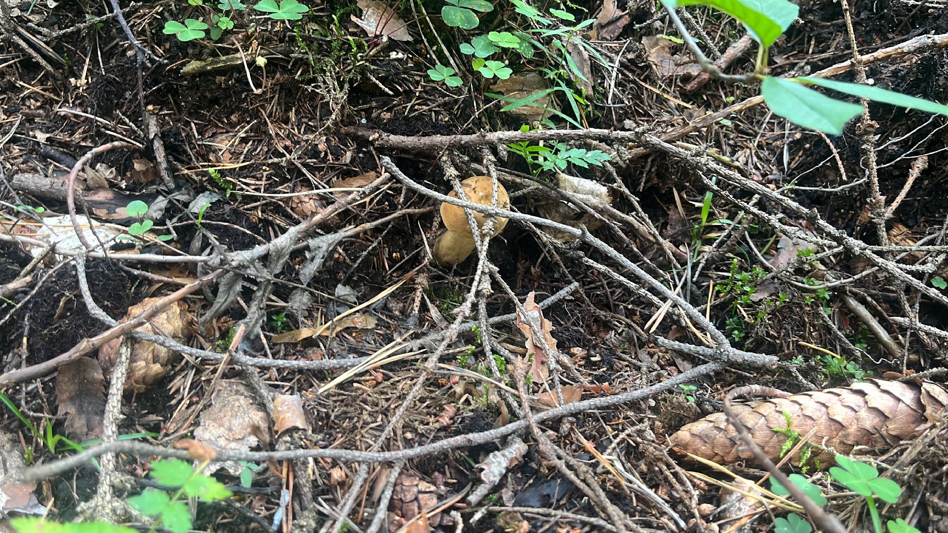 грибы, грибник, грибы в лесу, леса балашихи,