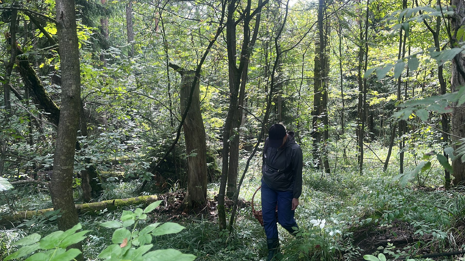 грибы, грибник, грибы в лесу, леса балашихи,