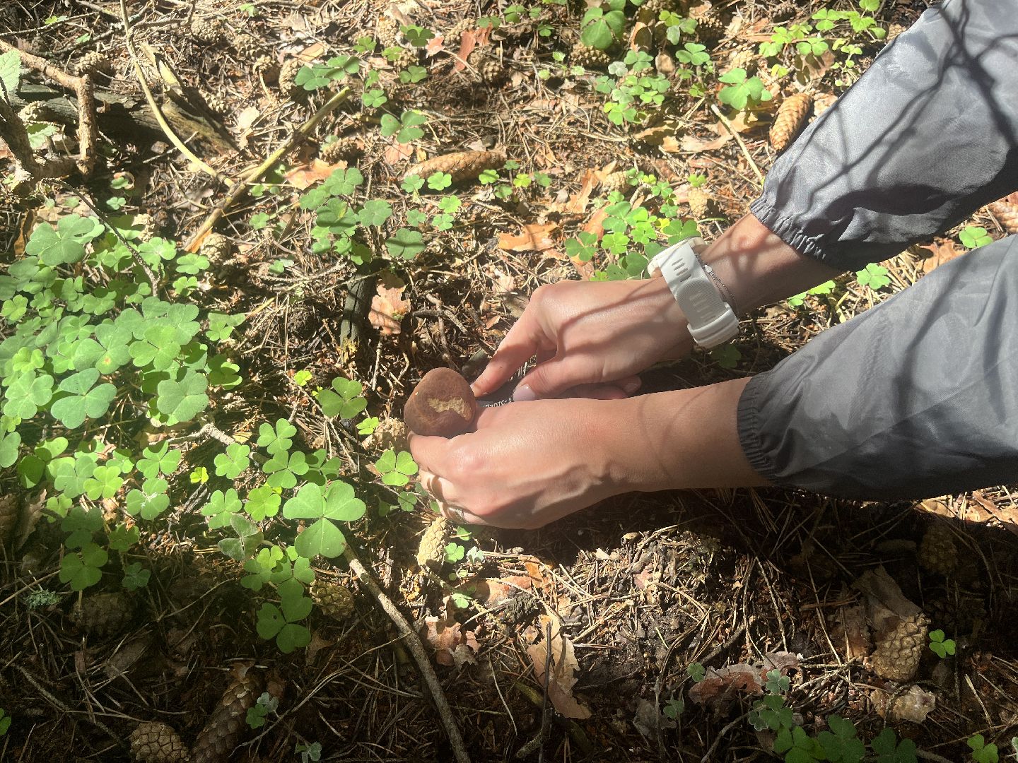 грибы, грибник, грибы в лесу, леса балашихи,